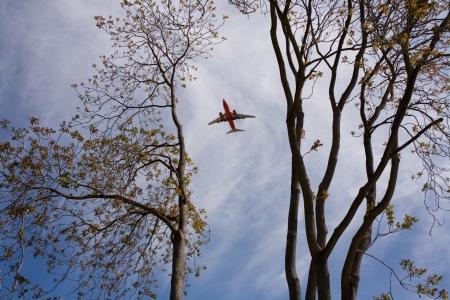 sanjose-tree-airplane-2007